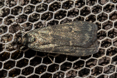 Eudonia cataxesta