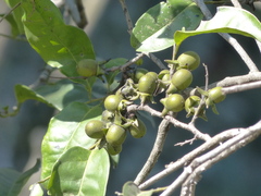 Diospyros sylvatica