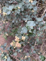 Ceanothus verrucosus
