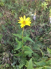 Heliopsis helianthoides