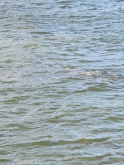 Trichechus manatus latirostris