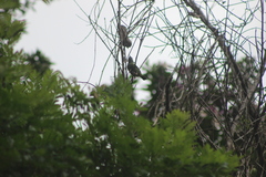 Dacnis nigripes