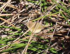 Phylloscopus collybita