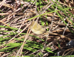 Phylloscopus collybita