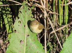 Phylloscopus collybita