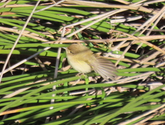 Phylloscopus collybita