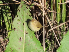 Phylloscopus collybita