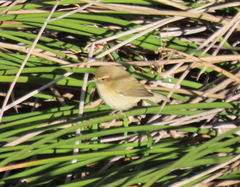 Phylloscopus collybita
