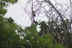 Dacnis nigripes
