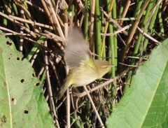 Phylloscopus collybita