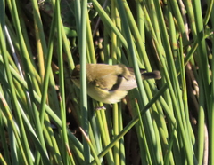 Phylloscopus collybita
