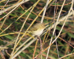 Phylloscopus collybita