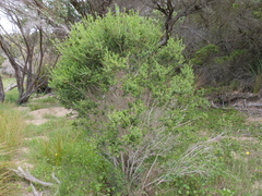 Melaleuca densa