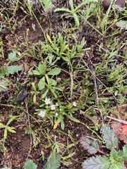 Plagiobothrys collinus