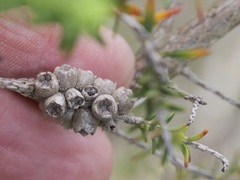 Melaleuca densa