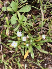 Plagiobothrys collinus