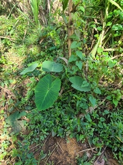 Colocasia