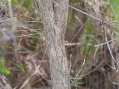 Melaleuca densa