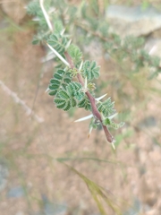 Vachellia tortilis