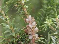 Melaleuca densa