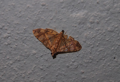 Glyphodes caesalis