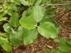 Ficus aculeata