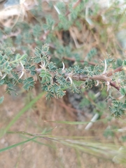 Vachellia tortilis
