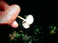 Lentinus flexipes