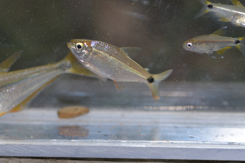 Terraba tetra (Pseudocheirodon terrabae) — Characidae — 3