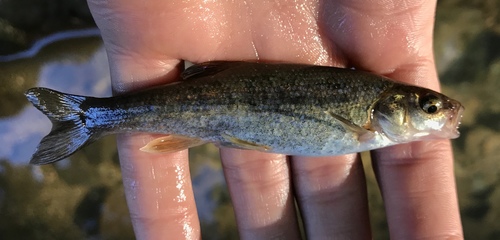 Californische blei (Hesperoleucus symmetricus) — Cyprinidae