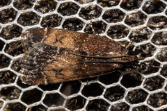 Eudonia asterisca
