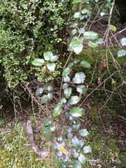 Rubus australis
