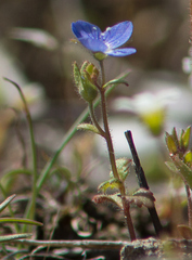 Veronica praecox