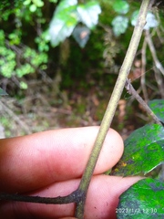 Rubus australis