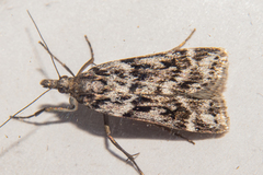 Eudonia cyptastis