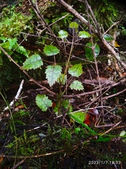Rubus australis