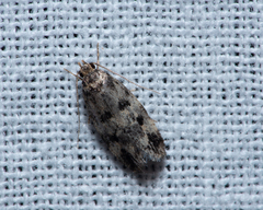 Barea codrella