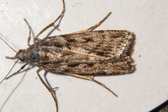 Eudonia cyptastis