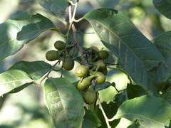 Diospyros sylvatica