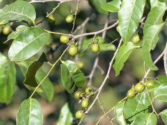 Diospyros sylvatica