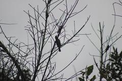 Dacnis nigripes