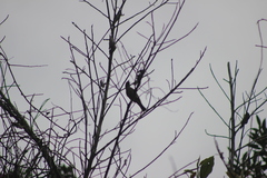 Dacnis nigripes