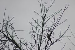 Dacnis nigripes