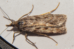 Eudonia cyptastis