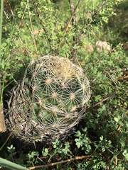 Coryphantha radians