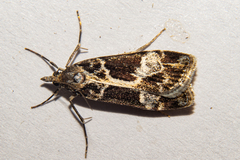 Eudonia melanaegis