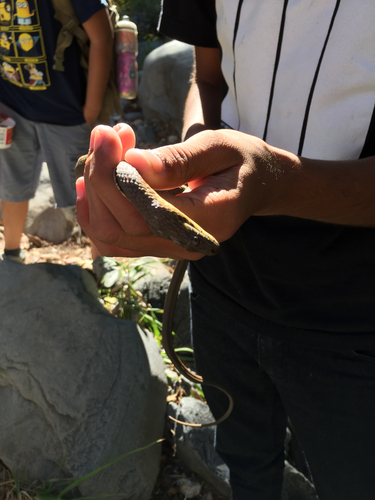 Narrowhead Garter Snake
