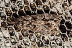 Eudonia submarginalis