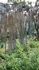 Dacrydium cupressinum