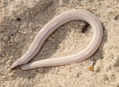 Plestiodon reynoldsi